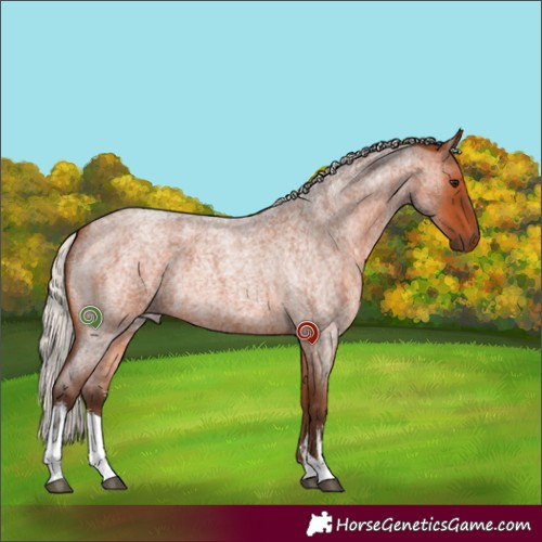 Horse Color:White Spotted Silver Bay Roan 