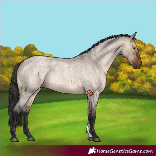 Horse Color:Brown Roan Dun Sabino 