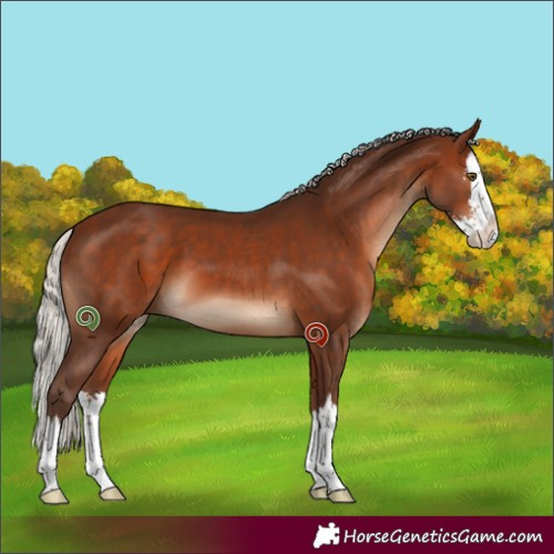 Horse Color:Silver Bay Sabino Splash 