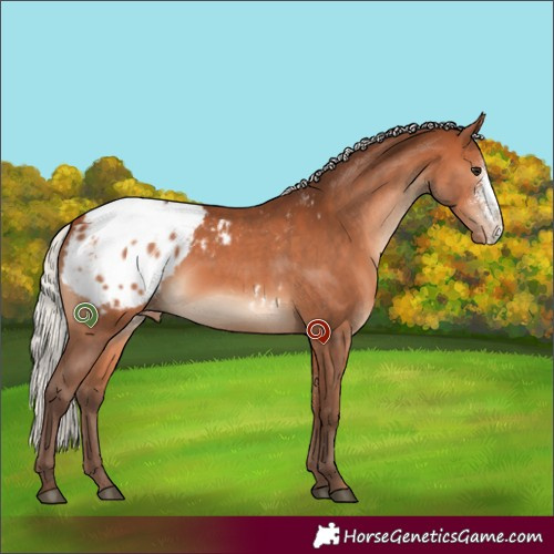 Horse Color:Silver Bay Sabino Appaloosa Rabicano 