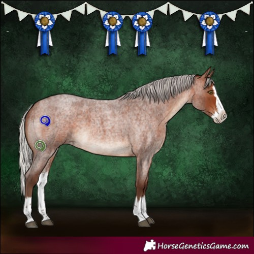 Horse Color:Silver Bay Roan Sabino Splash 