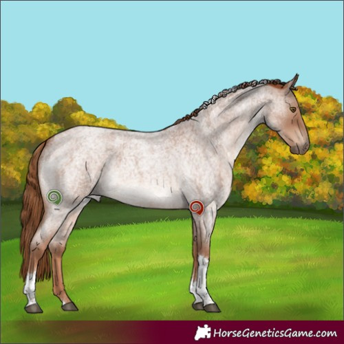 Horse Color:Red Roan Tobiano Rabicano 