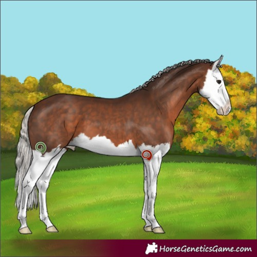 Horse Color:Silver Brown Splash 