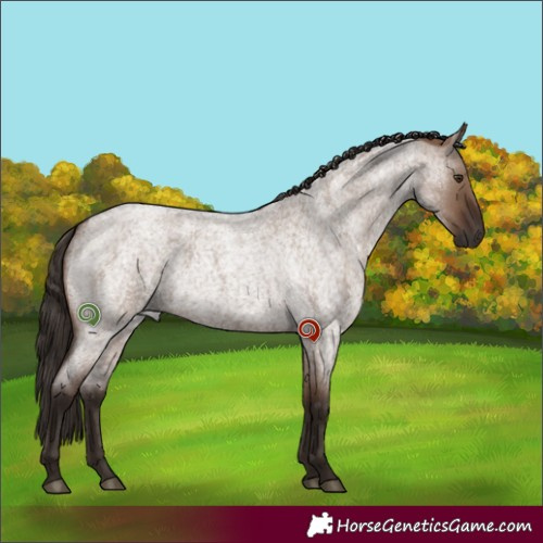 Horse Color:Liver Red Dun Roan Rabicano 