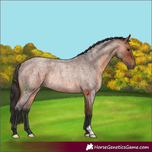 Horse Color:Bay Roan Rabicano 