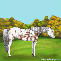 Horse Color:Bay Sabino  and Brown Sabino 