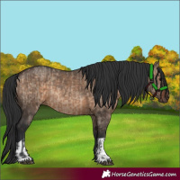 Horse Color:Brown Dun  and Brown Dun 