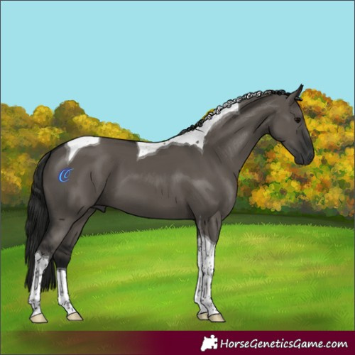 Horse Color:Gray Grullo Tobiano 