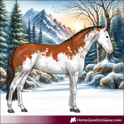 Horse Color:Bay Sabino  and Bay Sabino 