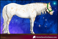 Horse Color:Palomino Tobiano Appaloosa