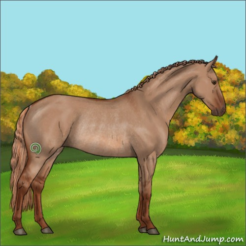 Horse Color:Red Dun Rabicano