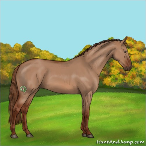 Horse Color:Red Dun Rabicano 
