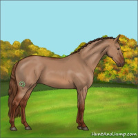 Horse Color:Red Dun Rabicano 
