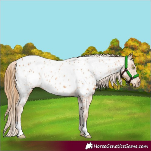 Horse Color:Chestnut Near Leopard
