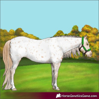 Horse Color:Chestnut Near Leopard