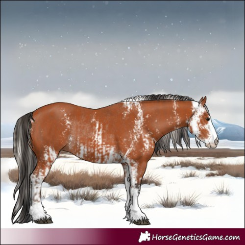 Horse Color:Silver Bay Sabino  and Bay Sabino Rabicano 