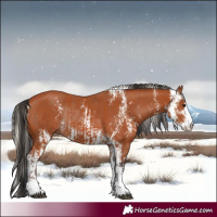 Horse Color:Silver Bay Sabino  and Bay Sabino Rabicano 