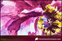 Horse Color:Chestnut Appaloosa 