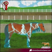 Horse Color:Thunderstruck Bay 