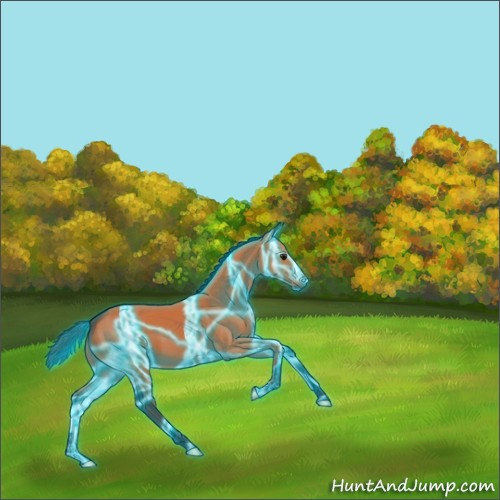 Horse Color:Thunderstruck Bay 