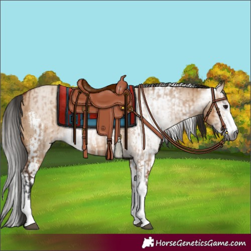 Horse Color:Gray Bay Dun Sabino and Gray Amber Champagne Dun Sabino