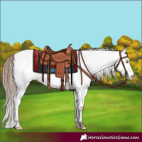 Horse Color:Amber Champagne Appaloosa 