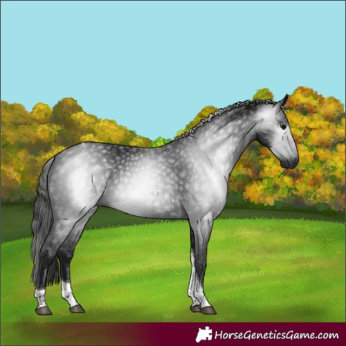 Horse Color:Gray Black Tobiano 