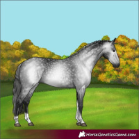 Horse Color:Gray Black Tobiano 