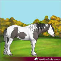 Horse Color:Grullo Splash Tobiano 