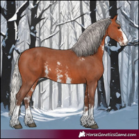 Horse Color:Silver Bay Sabino