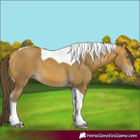 Horse Color:Sable Cream Champagne Tobiano 