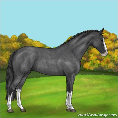 Horse Color:Blue Roan Splash 