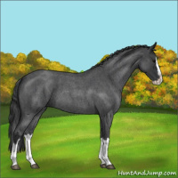 Horse Color:Blue Roan Splash 