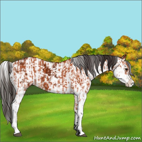 Horse Color:Bay Sabino and Gray Bay Sabino