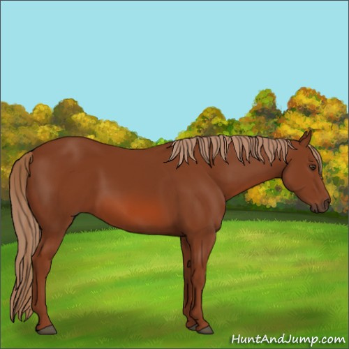 Horse Color:Unknown 