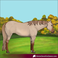 Horse Color:Red Dun 