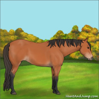 Horse Color:Unknown 