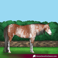 Horse Color:Bay Sabino  and Gray Bay Sabino 