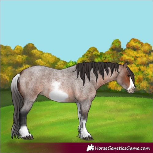Horse Color:White Spotted Brown Roan Frame 