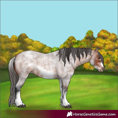 Horse Color:White Spotted Bay Roan Frame 
