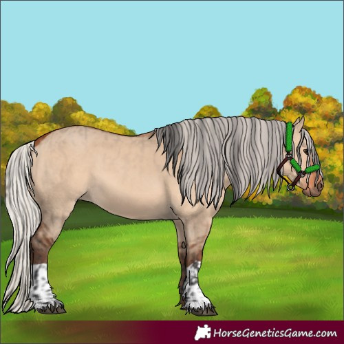 Horse Color:Bay Dun and Silver Bay Dun