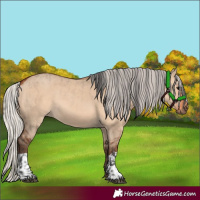 Horse Color:Bay Dun and Silver Bay Dun
