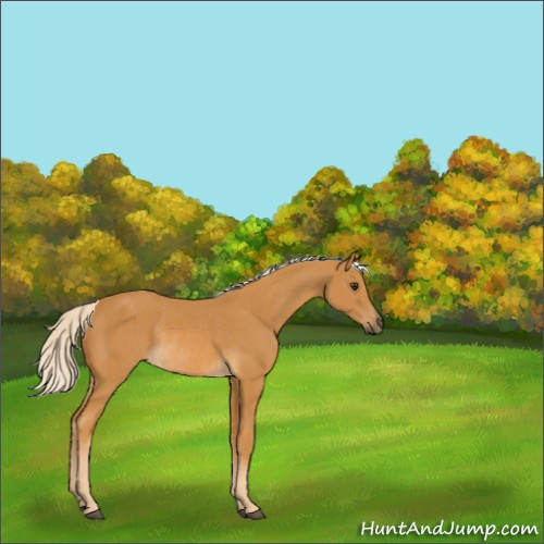 Horse Color:Palomino Rabicano 