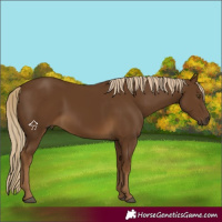 Horse Color:Chocolate Palomino 