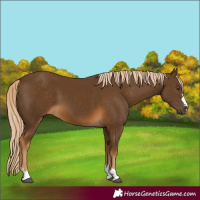 Horse Color:Chocolate Palomino 