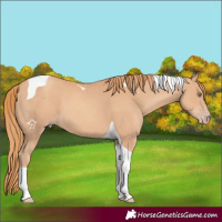 Horse Color:Gold Champagne Tobiano 