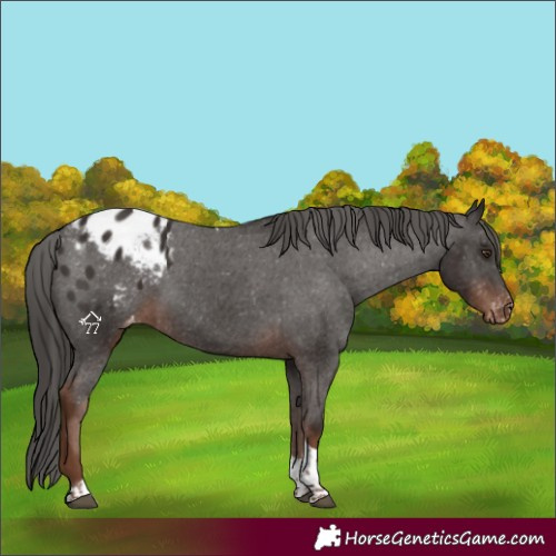 Horse Color:Liver Chestnut Tobiano Blanket