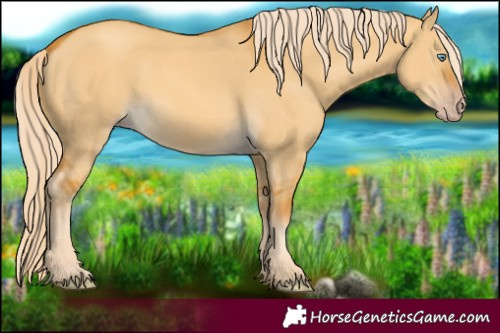 Horse Color:Gold Cream Champagne Dun 