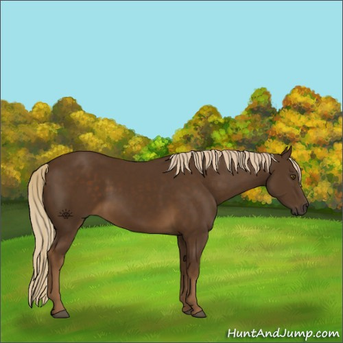 Horse Color:Chocolate Palomino