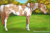 Horse Color:White Spotted Gold Champagne